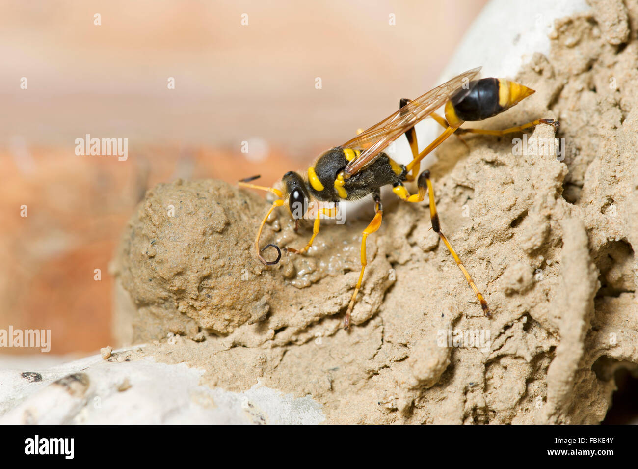 Schlamm-Dauber Wespe, der (Sceliphron SP.) bauen ihr nest Stockfoto
