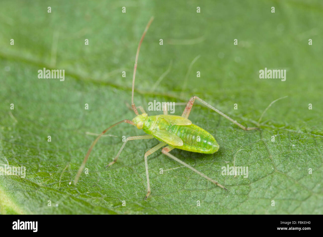 Mirid Fehler Nymphe (Juvenile) Stockfoto