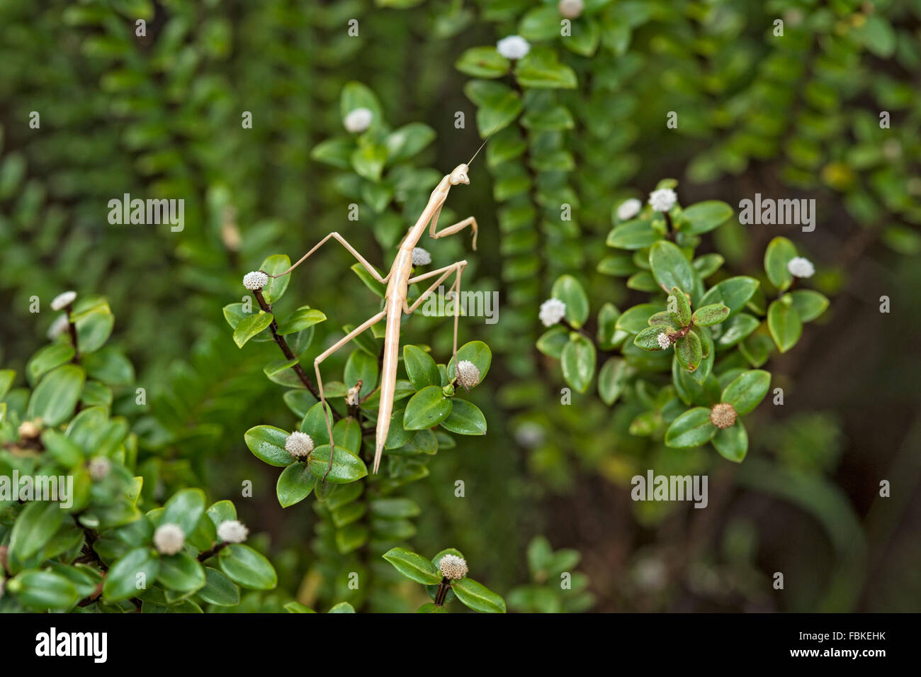 Gottesanbeterin (Mantis) Nymphe Stockfoto