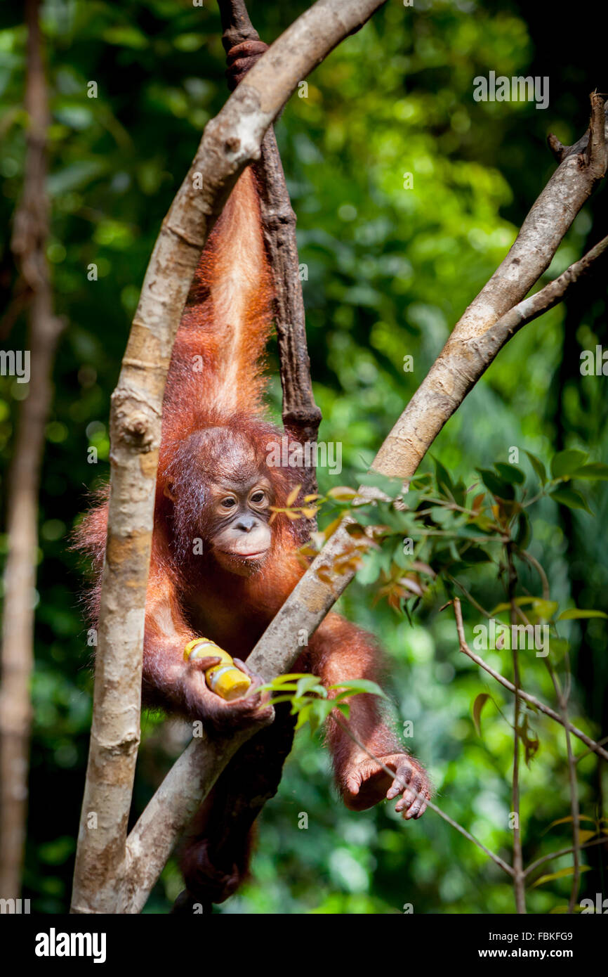 Junger Orang-Utan im Rasa Ria Nature Reserve, Kota Kinabalu, Sabah, Malaysia. Stockfoto