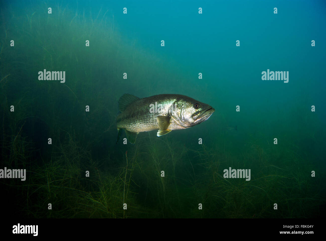 Grüner Largemouth Bass Stockfoto