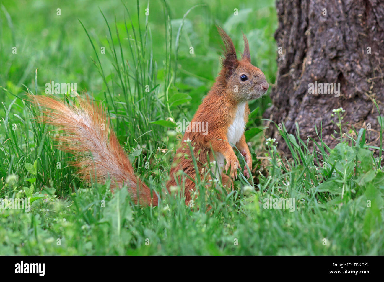 Nahaufnahme von Eichhörnchen in Grasgrün Stockfoto