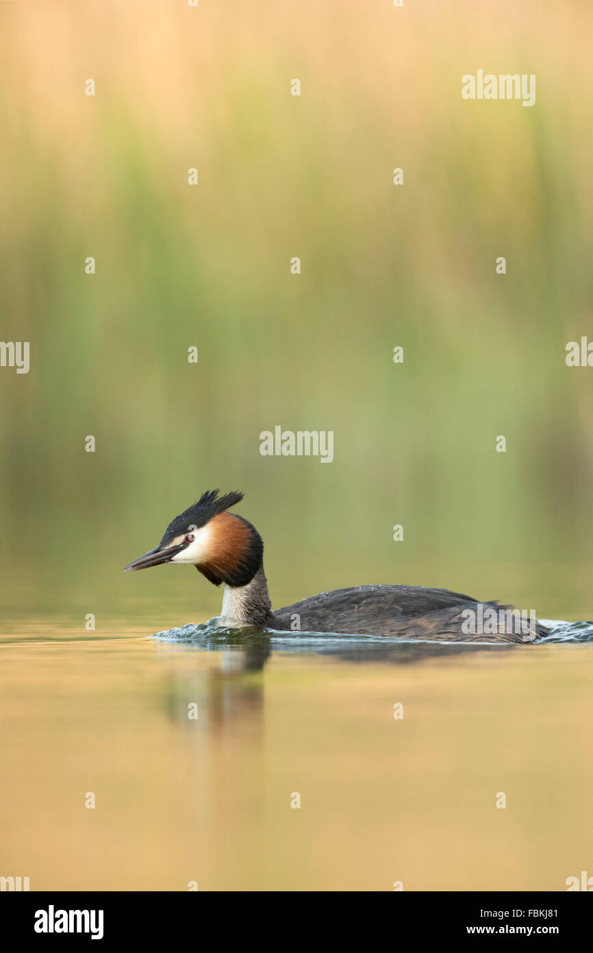 Great Crested Grebe / Haubentaucher ( Podiceps cristatus) schwimmt vor grün und gelb gefärbtem Schilf, Tierwelt, Europa. Stockfoto