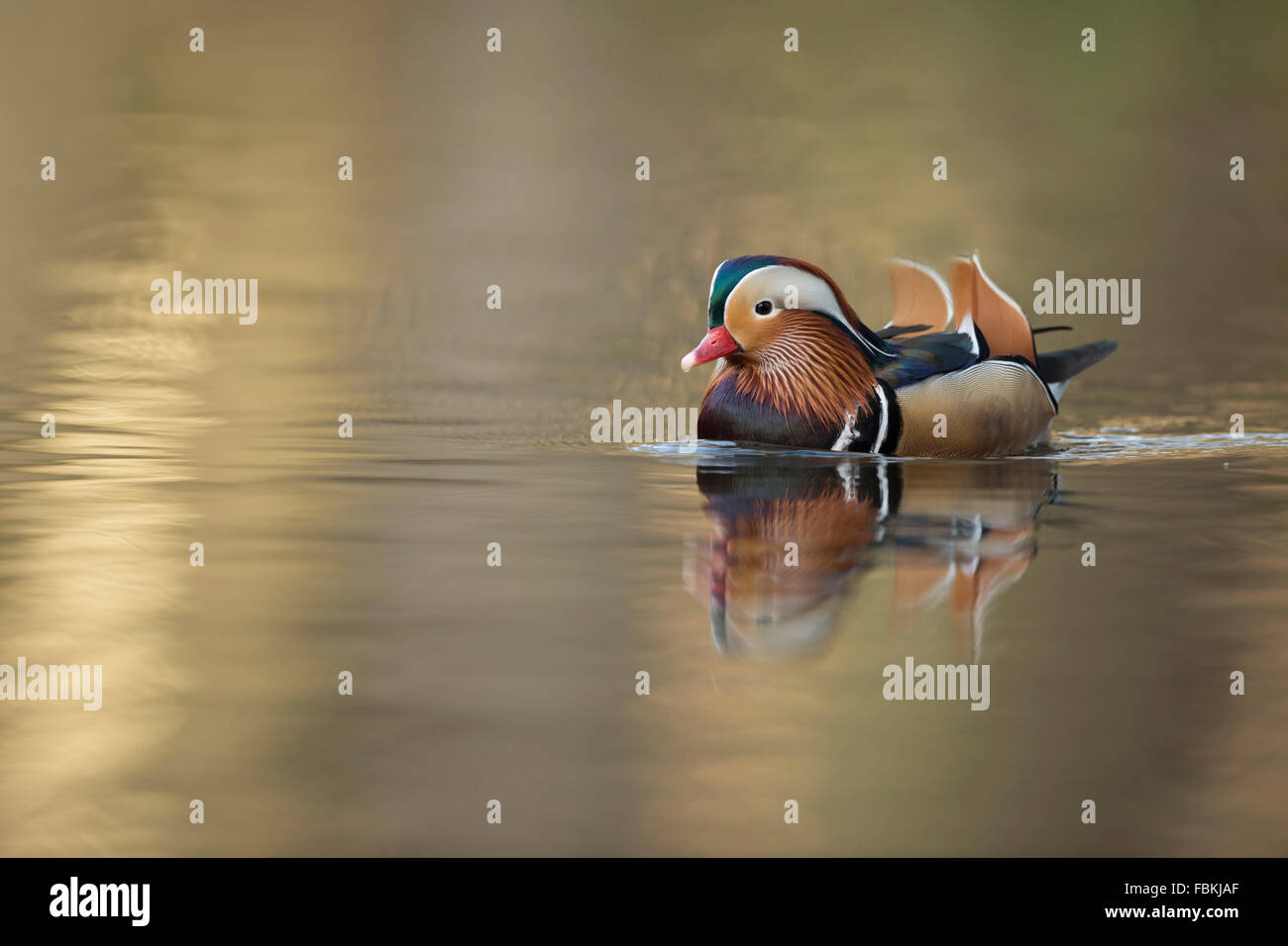 Mandarin Ente / Mandarinente (Aix Galericulata), Drake, schwimmt entspannt auf einen kleinen Teich im schönen goldenen Licht, Seitenansicht, Deutschland Stockfoto