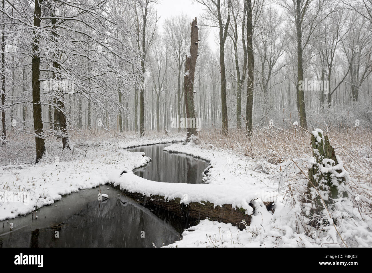 Schneebedeckte Sumpfwald in den Niederrhein. Winter in Meerbusch, Ilvericher Altrheinschlinge, Deutschland. Stockfoto