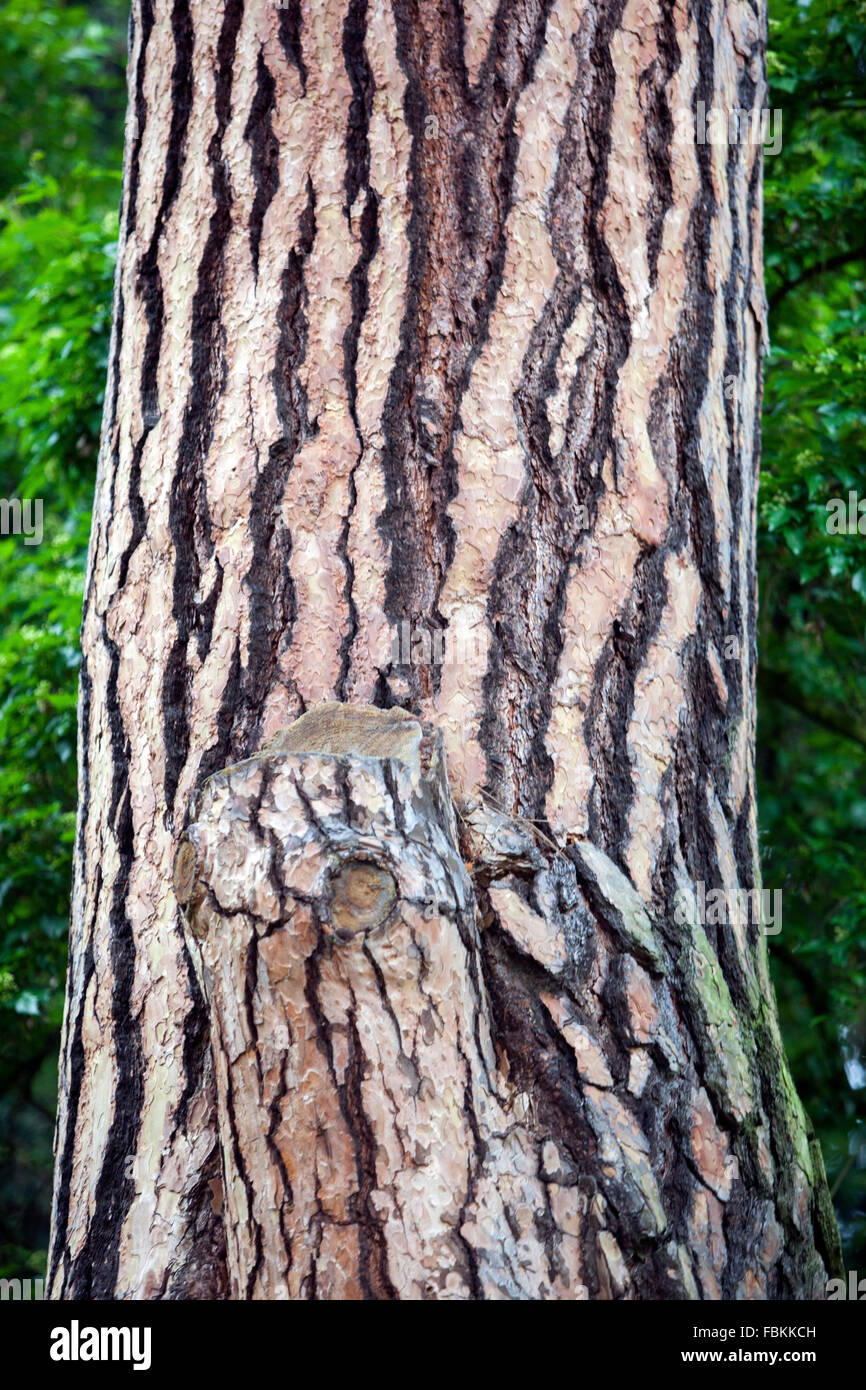 Alte Kiefer Pinus sylvestris Textur Baum Stamm und Rinde Stockfoto