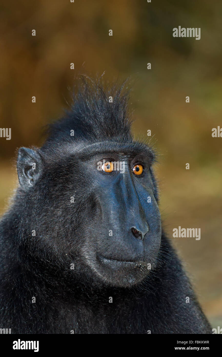 Celebes crested Macaque als schwarze Affe, Sulawesi, Indonesien Stockfoto