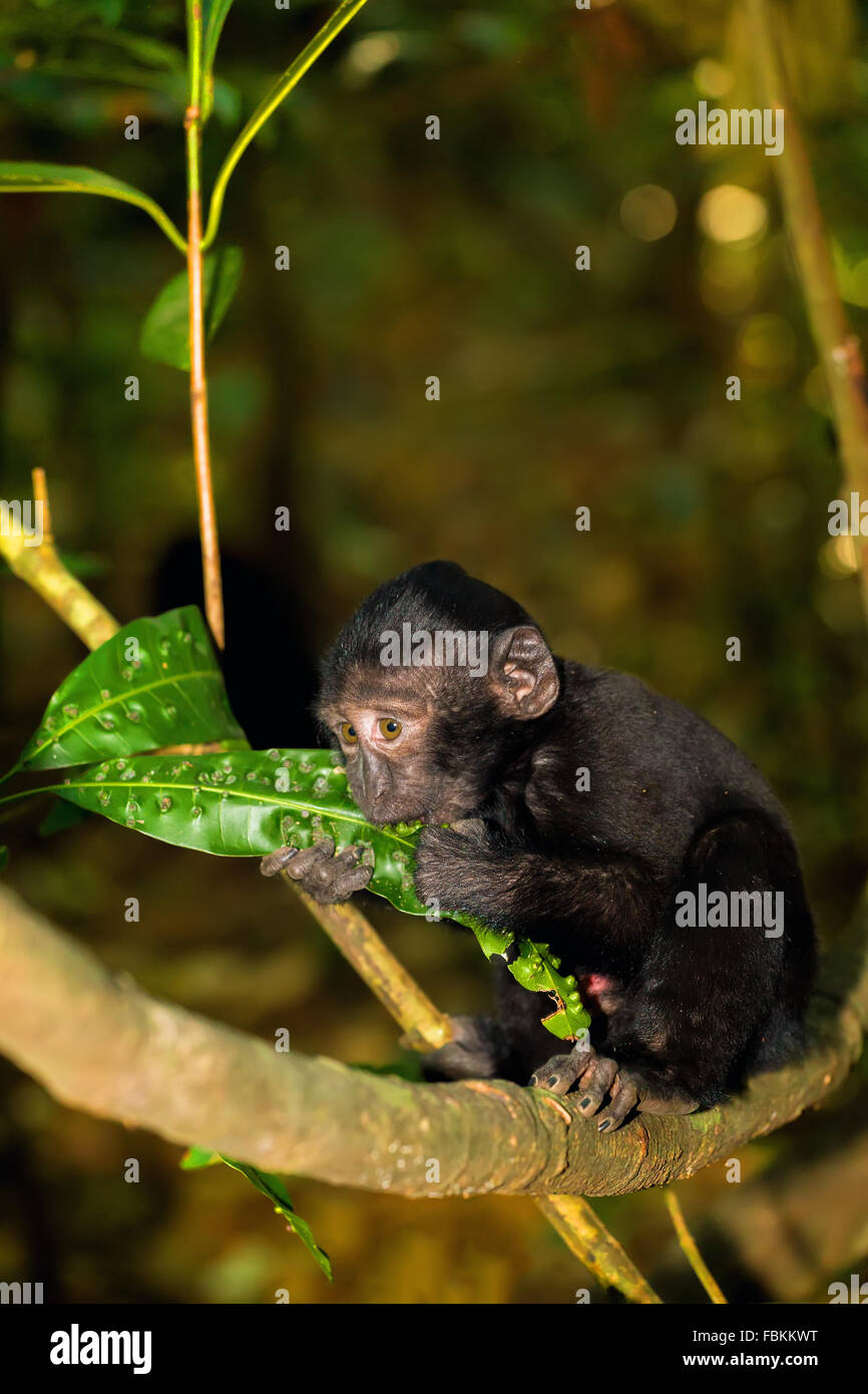 kleines Baby von Celebes crested Macaque als schwarze Affe, Sulawesi, Indonesien Stockfoto