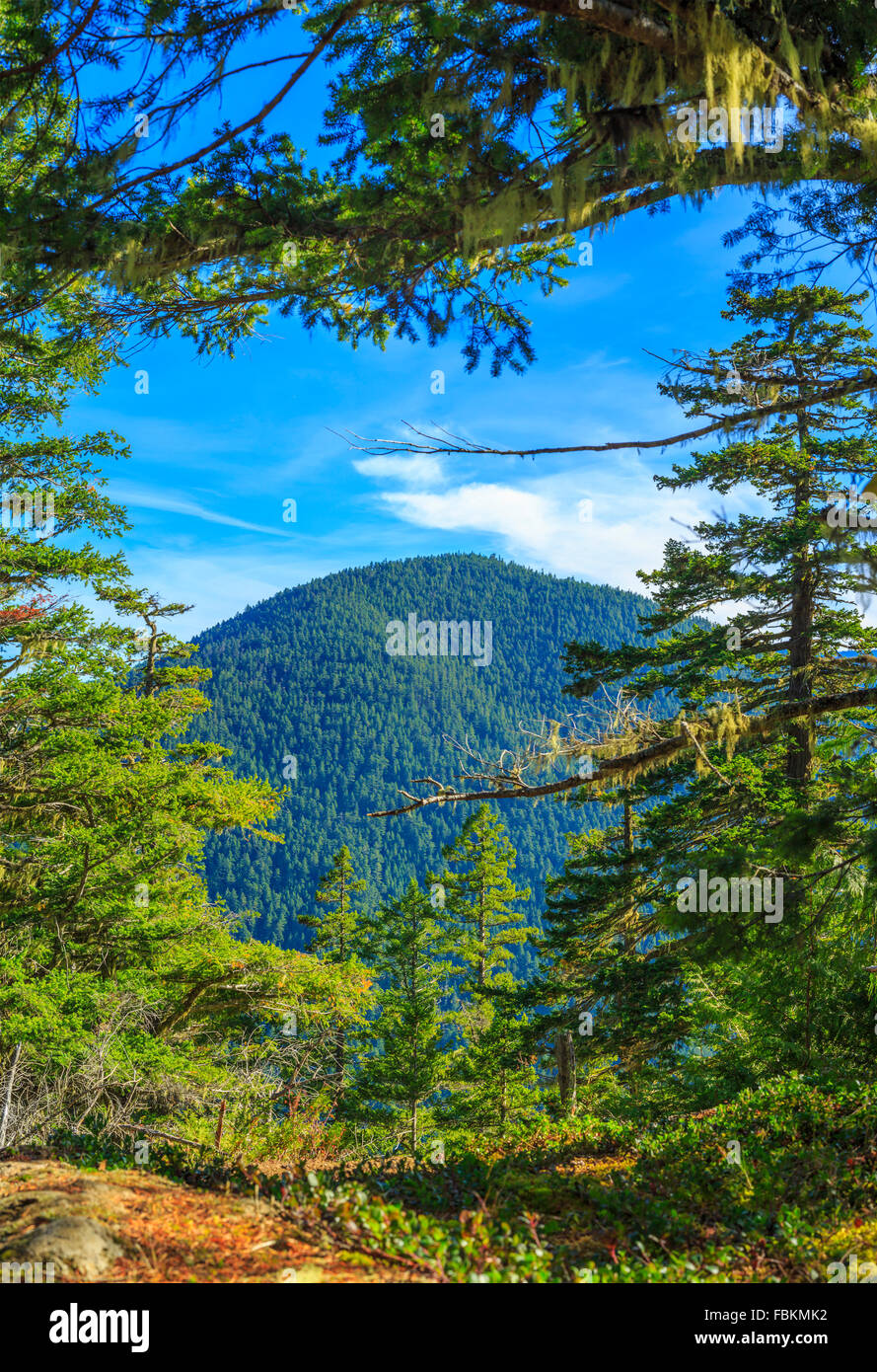 schön, blau, Wolken, Wald, Rasen, grün, Hurrikan, Landschaft, Berg, Mountain, National, Natur, outdoor, Pazifik, Park, Stockfoto