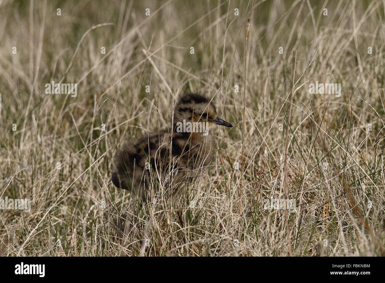 Eurasische Brachvogel (Numenius Arquata) Küken Stockfoto