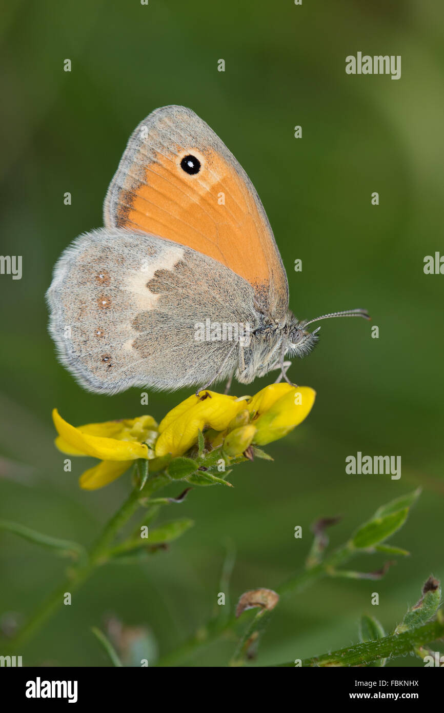 Kleine Heide (Coenonympha Pamphilus) Schmetterling auf einer gelben Blume Trifolium Stockfoto