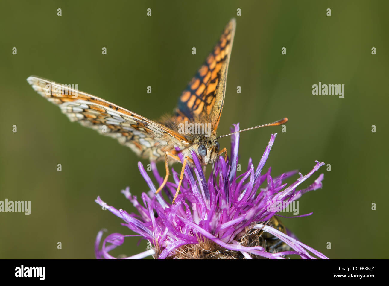 Heide Fritillary (Mellicta Athalia) Schmetterlinge ernähren sich von größeren Flockenblume (Centaurea Scabiosa) Blume Stockfoto
