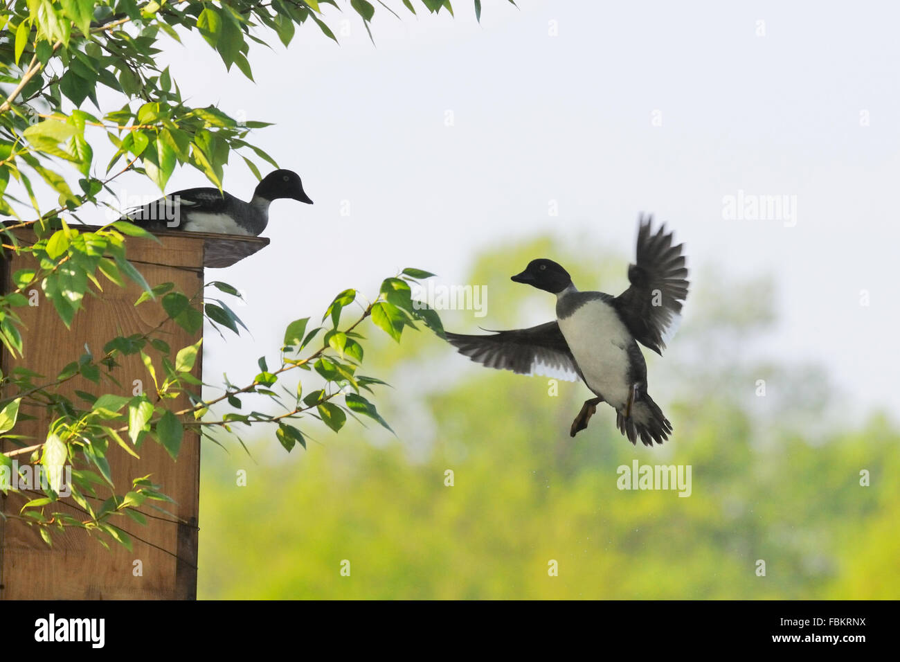 Zwei weibliche Schellenenten untersuchen mögliche eingebettet Einrichtungen Stockfoto
