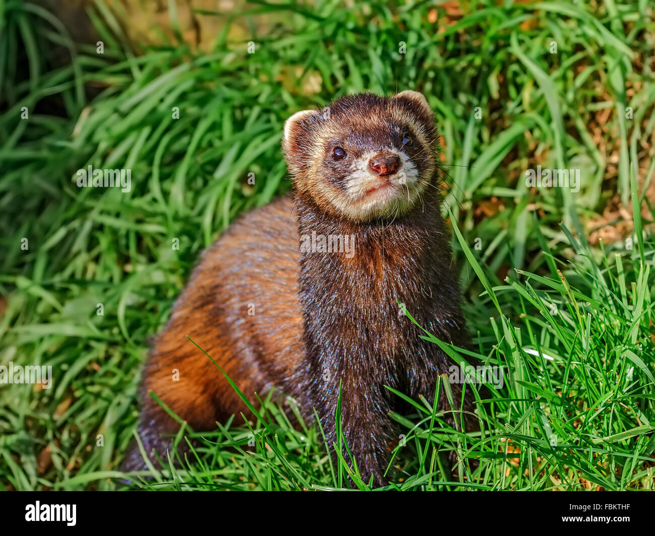 Europäischer Iltis (Mustela Putorius) Stockfoto