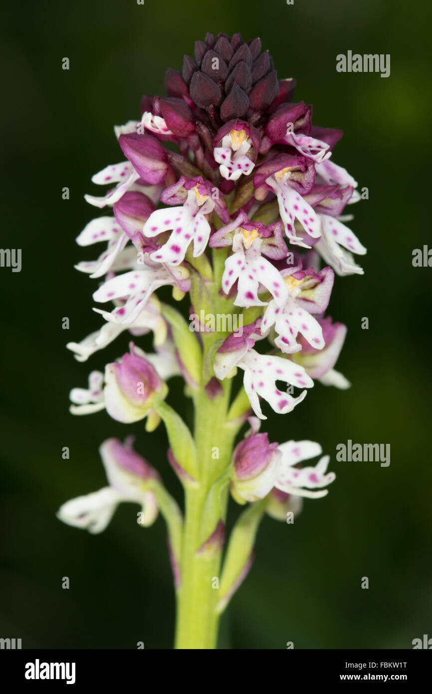 Verbrannte Orchidee (Orchis Ustulata) Blume Stockfoto