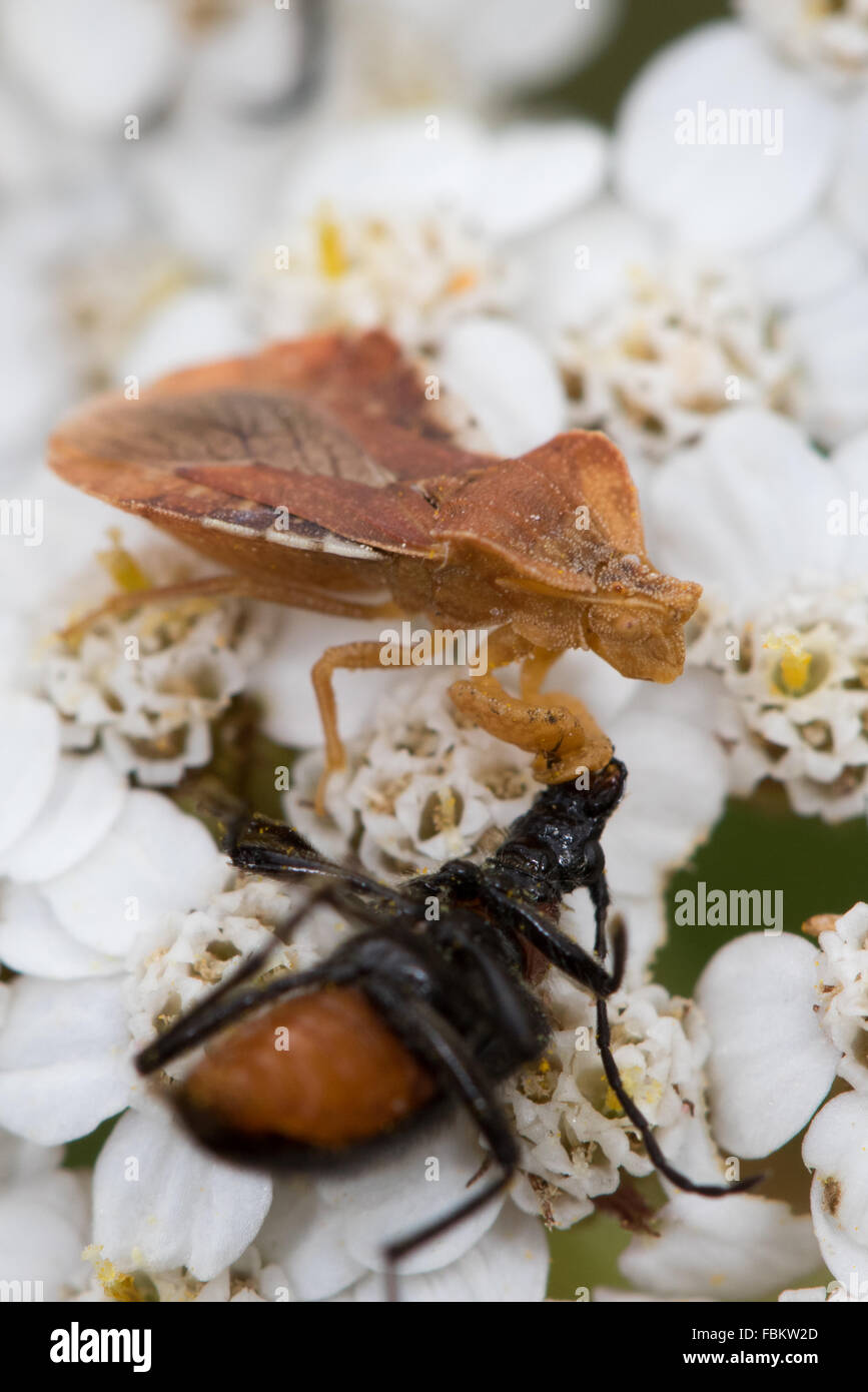 Phymata Crassipes (ein Assassine Bug) mit einem Gefangenen Käfer auf Blüten der Schafgarbe (Achillea Millefolium) Stockfoto