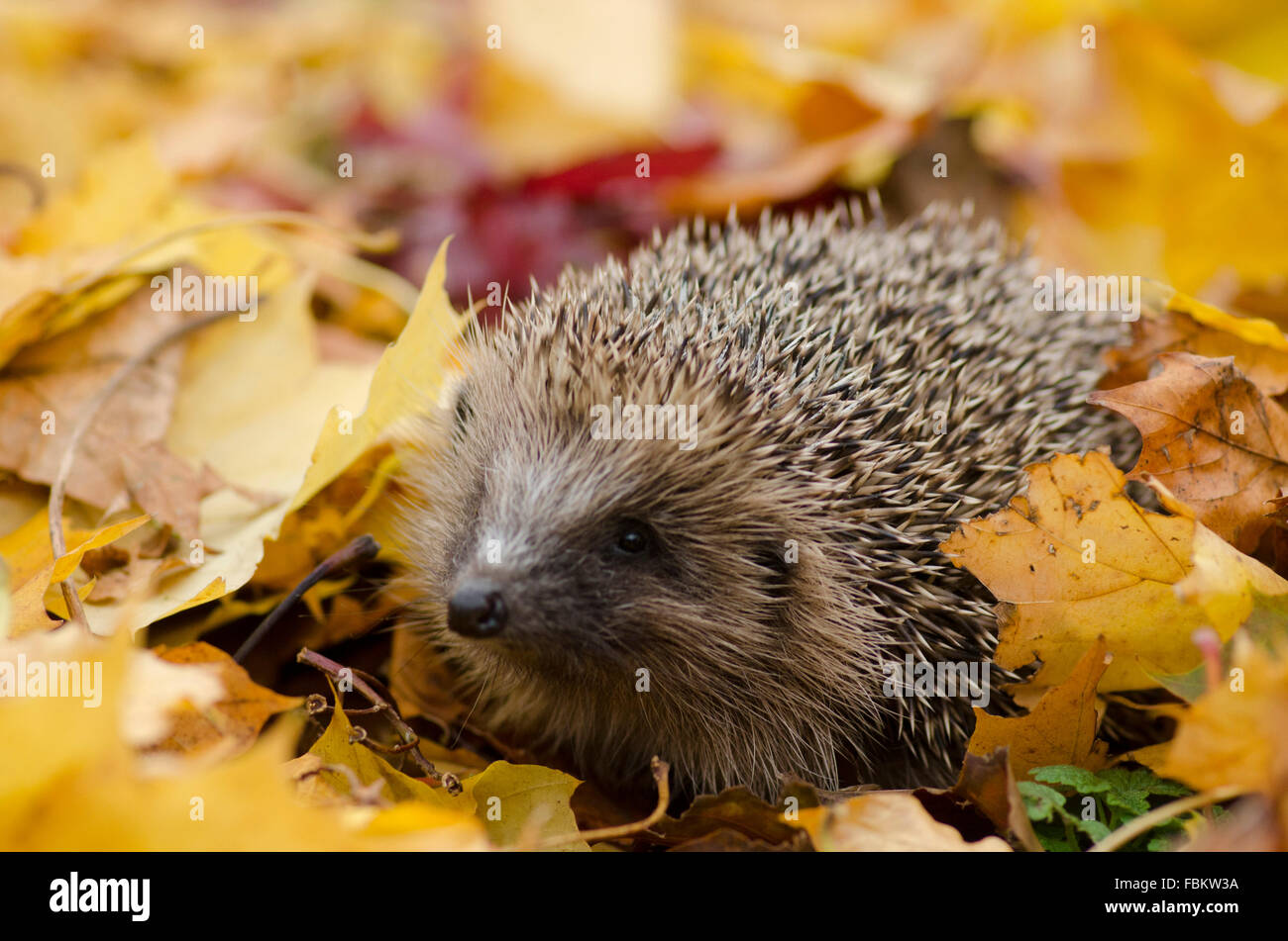 Garten Igel Stockfotos und bilder Kaufen Alamy