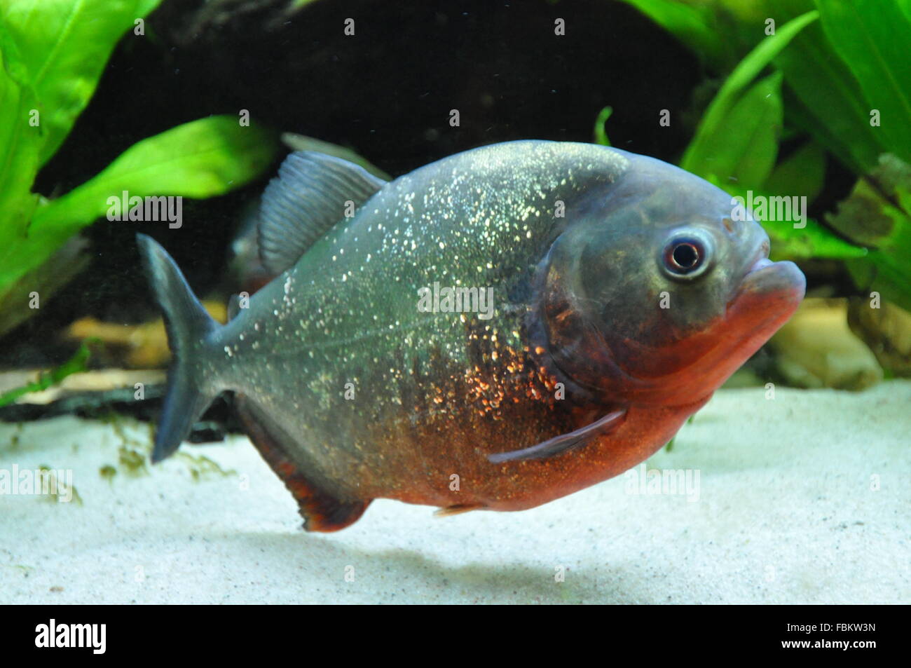 Rotbauch Piranha Stockfoto