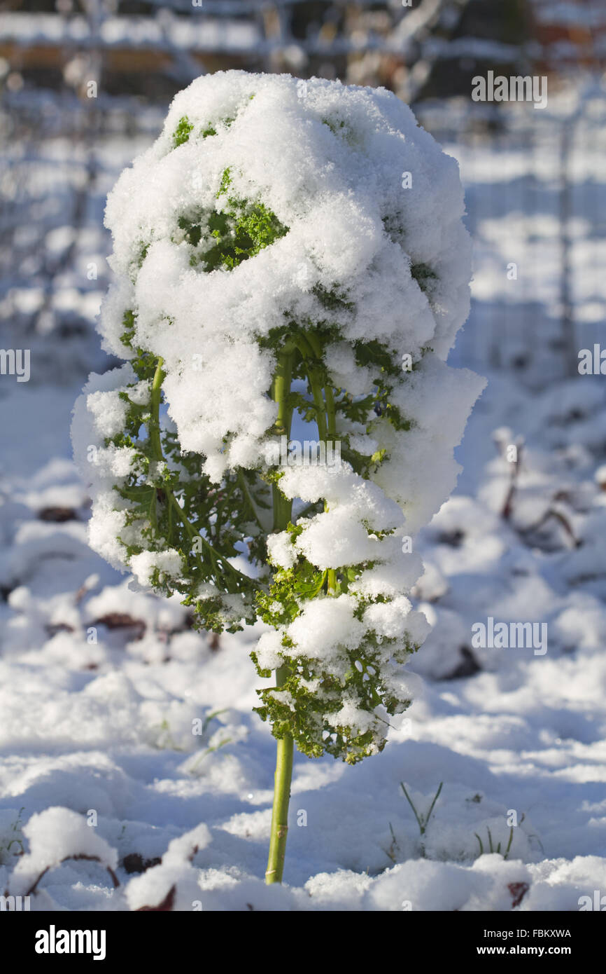 Gefrorenen Grünkohl auf dem Feld mit Schnee bedeckt Stockfoto