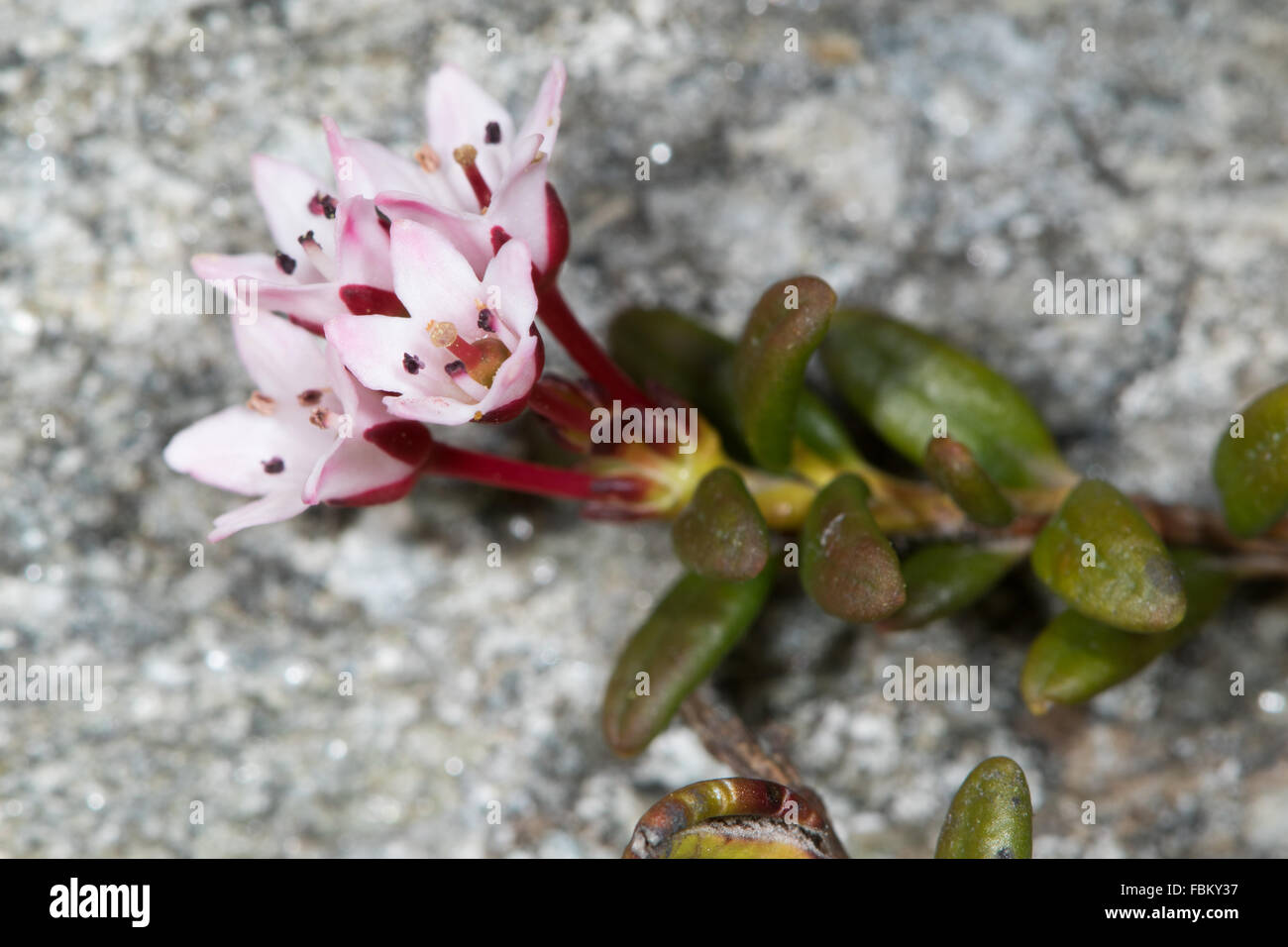 Nachfolgende Azaelea (Loiseleuria Procumbens) Blume Stockfoto
