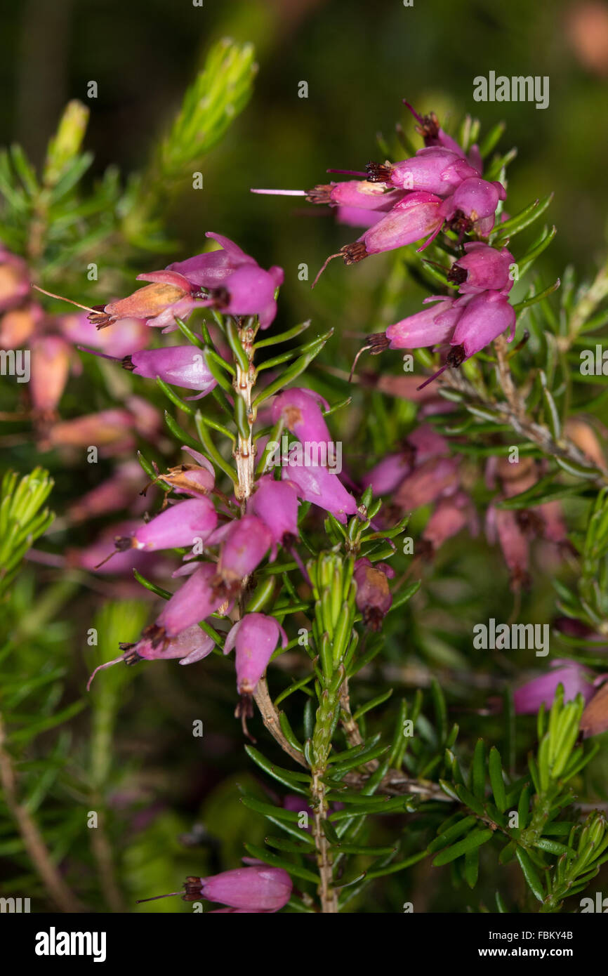 Erica Carnea (Alpine Heath) Blumen Stockfoto