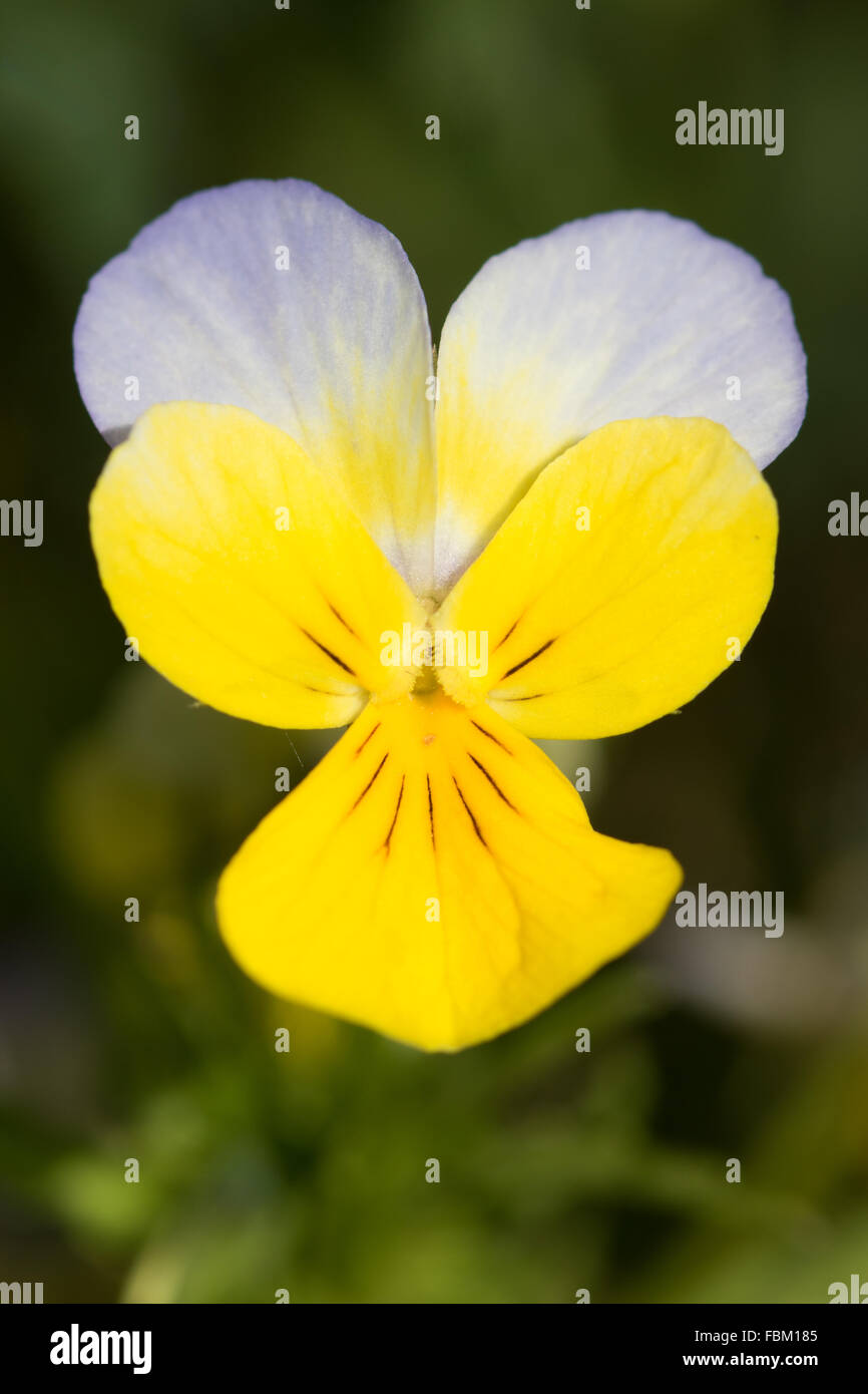 Stiefmütterchen (Viola Tricolor) Blume Stockfoto
