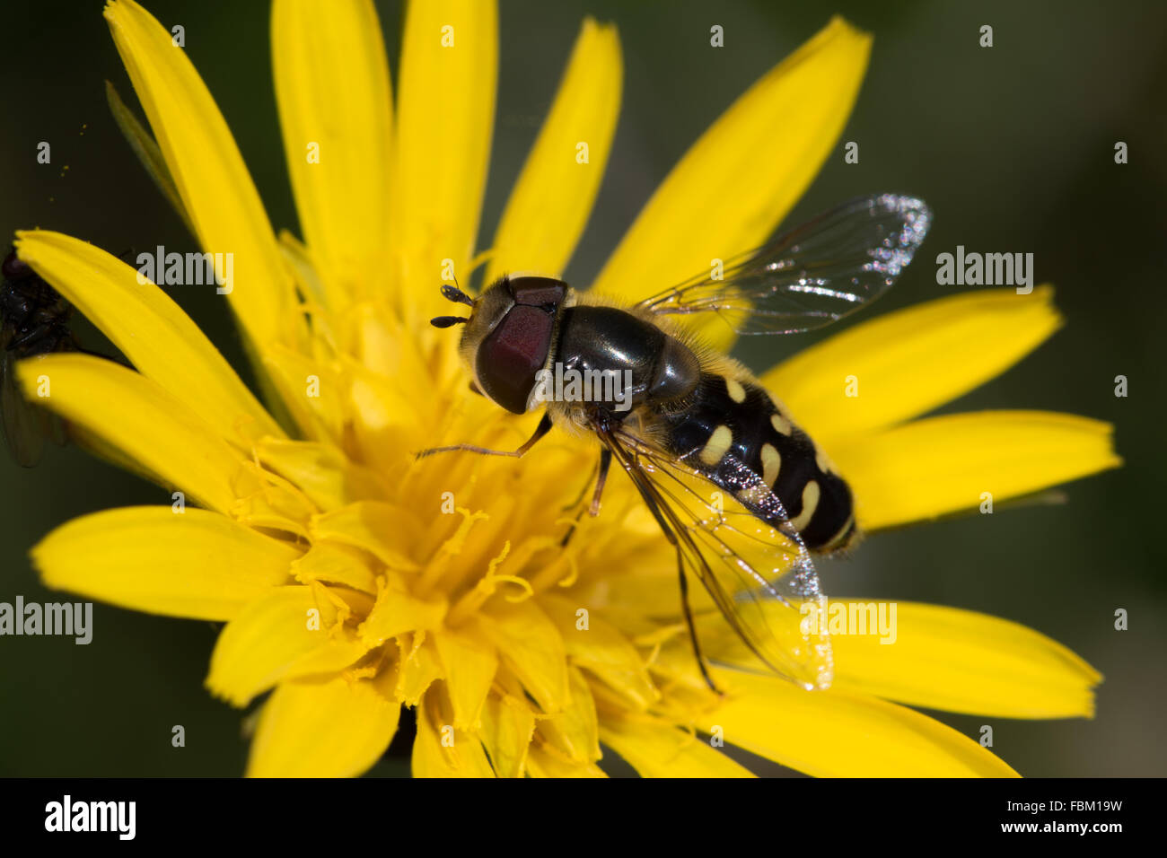 Hoverfly (Scaeva Pyrastri) an einer Habichtskraut Blüte Stockfoto