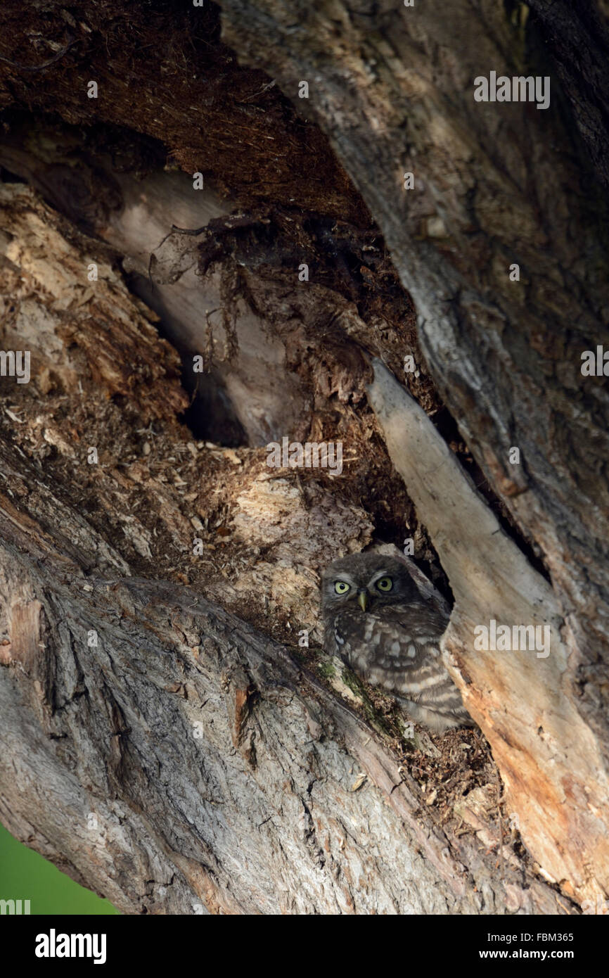 Kleine Eule / Minervas Eule / Steinkauz (Athene Noctua) versteckt sich in einem alten gebrochenen Baum, Tierwelt, Deutschland. Stockfoto