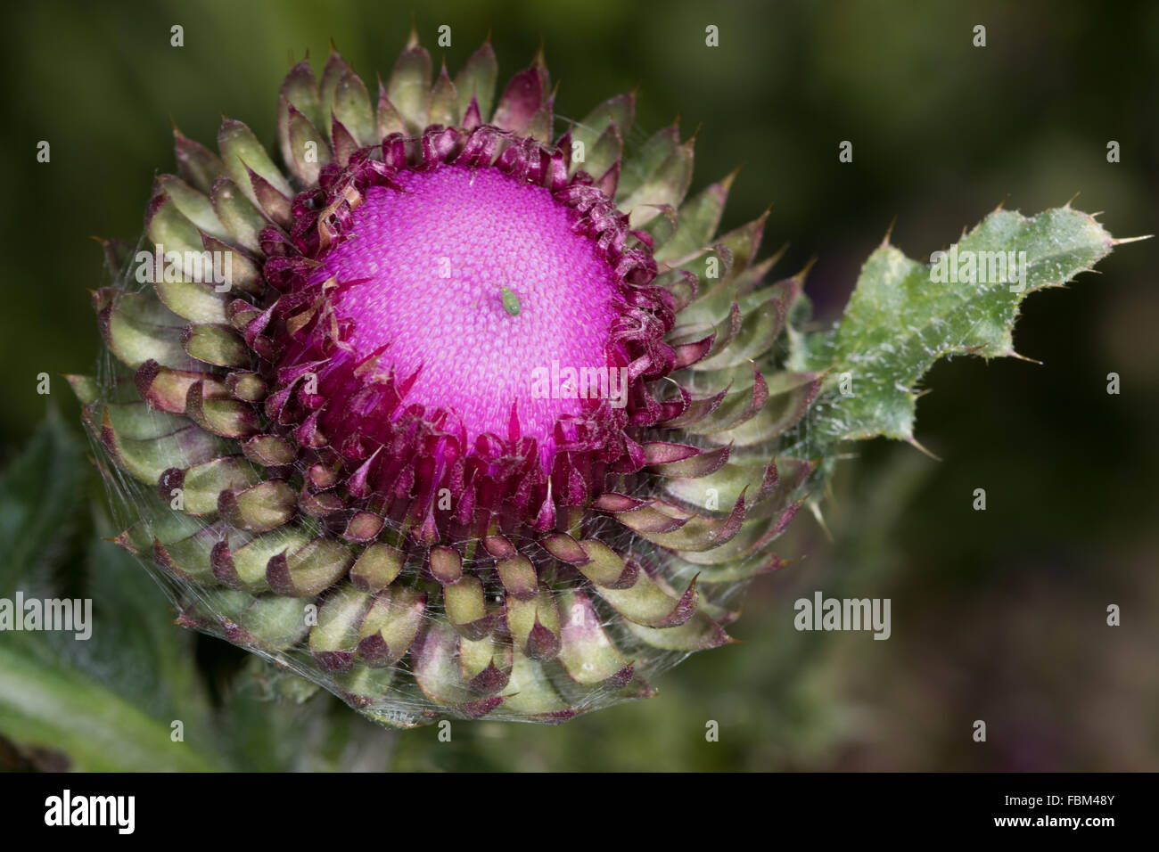 Scotch Thistle (Onopordum Acanthium) Stockfoto