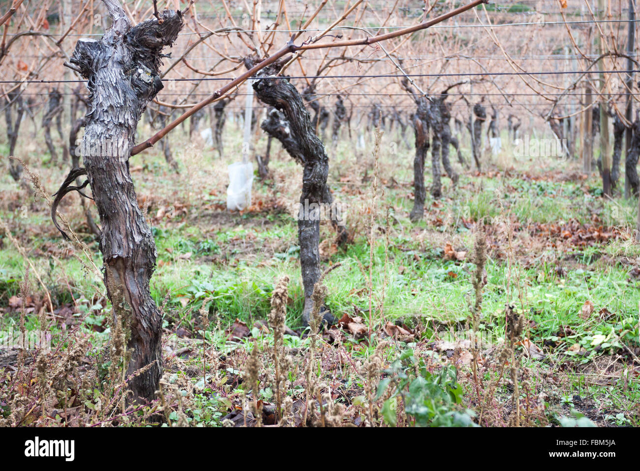 Weingut Bürger im Herbst. Kaysersberg, Elsass. Frankreich Stockfoto