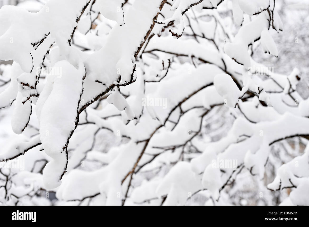 Winterszene mit Ästen nach starkem Schneefall mit Schnee geladen. Stockfoto