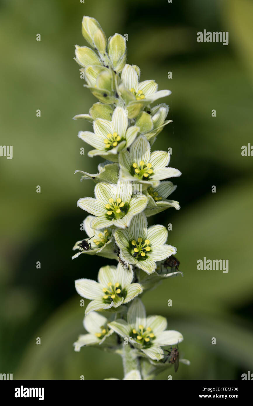 Falschen White Helleborine (Veratrum Album) Blumen Stockfoto