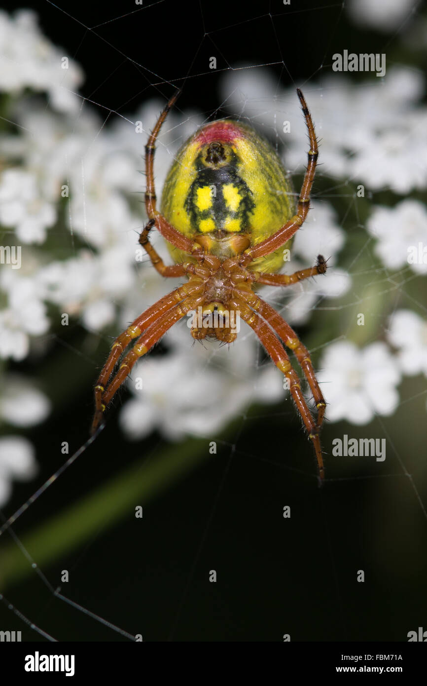 Unterseite einer weiblichen Araniella Alpica Spinne auf der Stockfoto