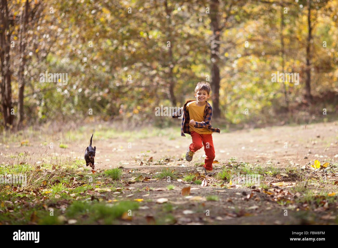 Junge jagt seine Hündchen im Wald Stockfoto