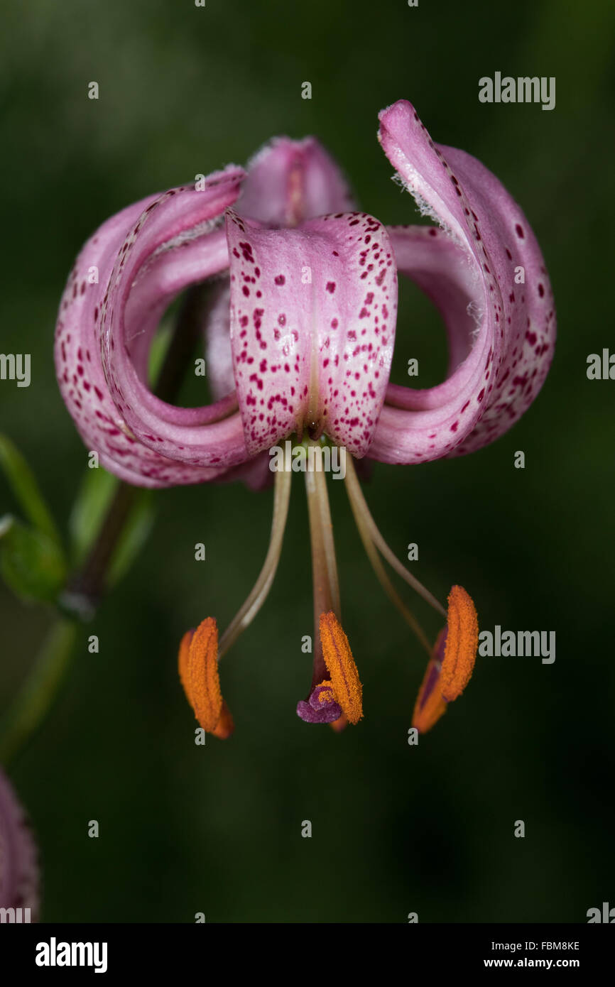 Martagon-Lilie (Lilium Martagon) Stockfoto