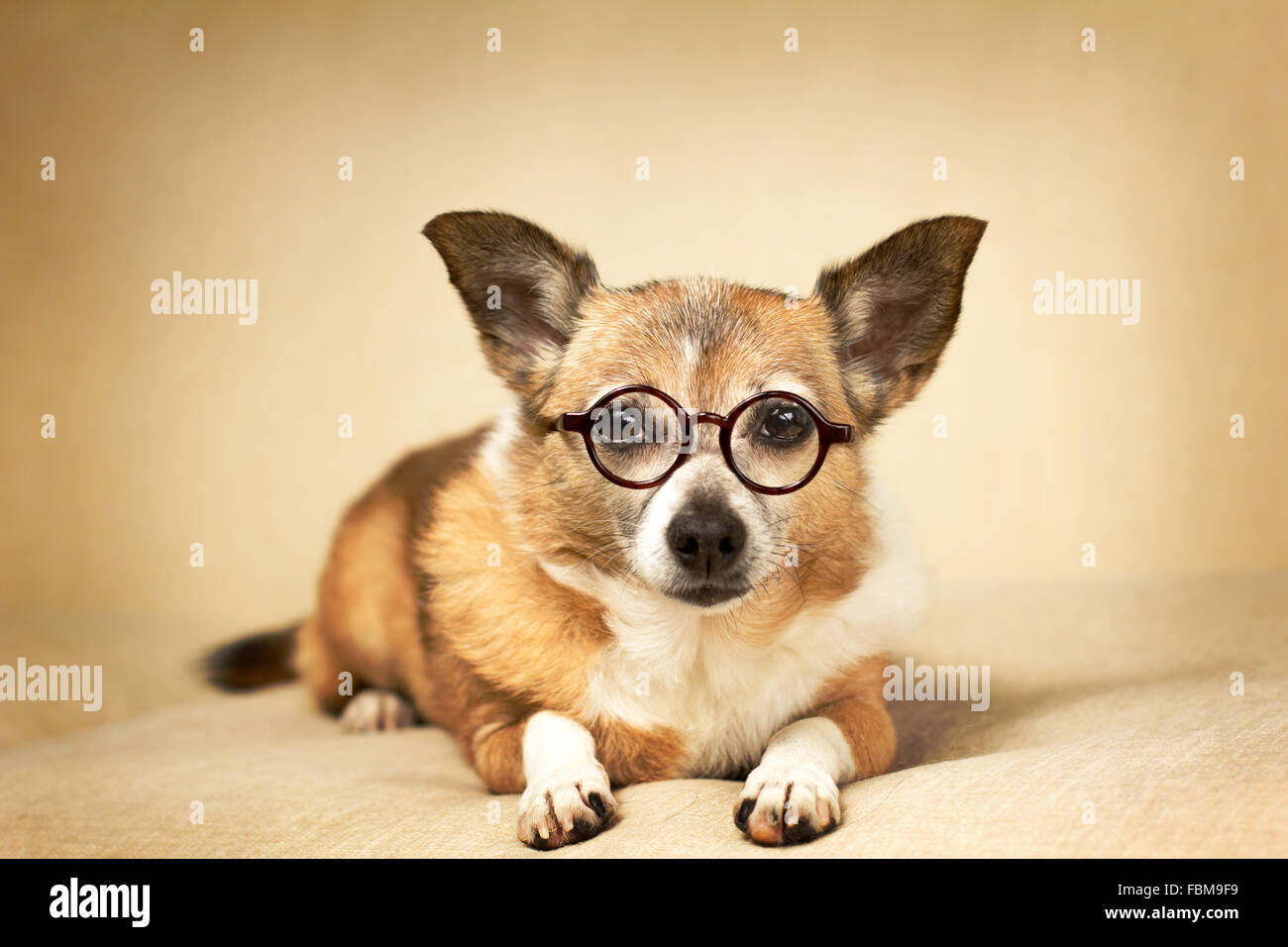 Chihuahua Hund das Tragen einer Brille Stockfoto
