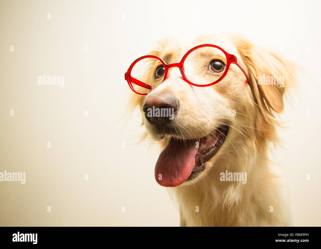 Porträt von einem golden Retriever Hund mit Brille Stockfoto