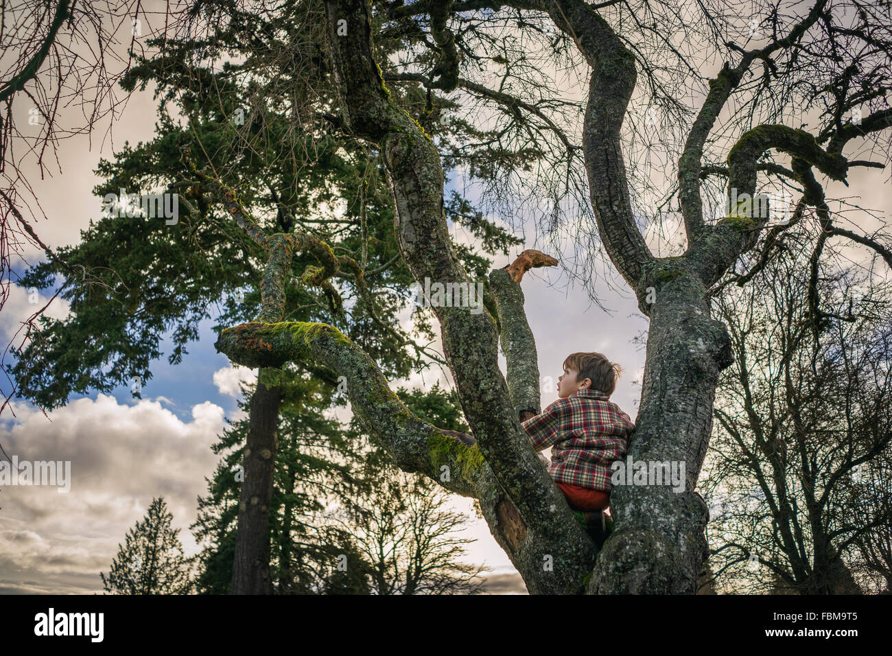 Junge, die einen Baum klettern Stockfoto
