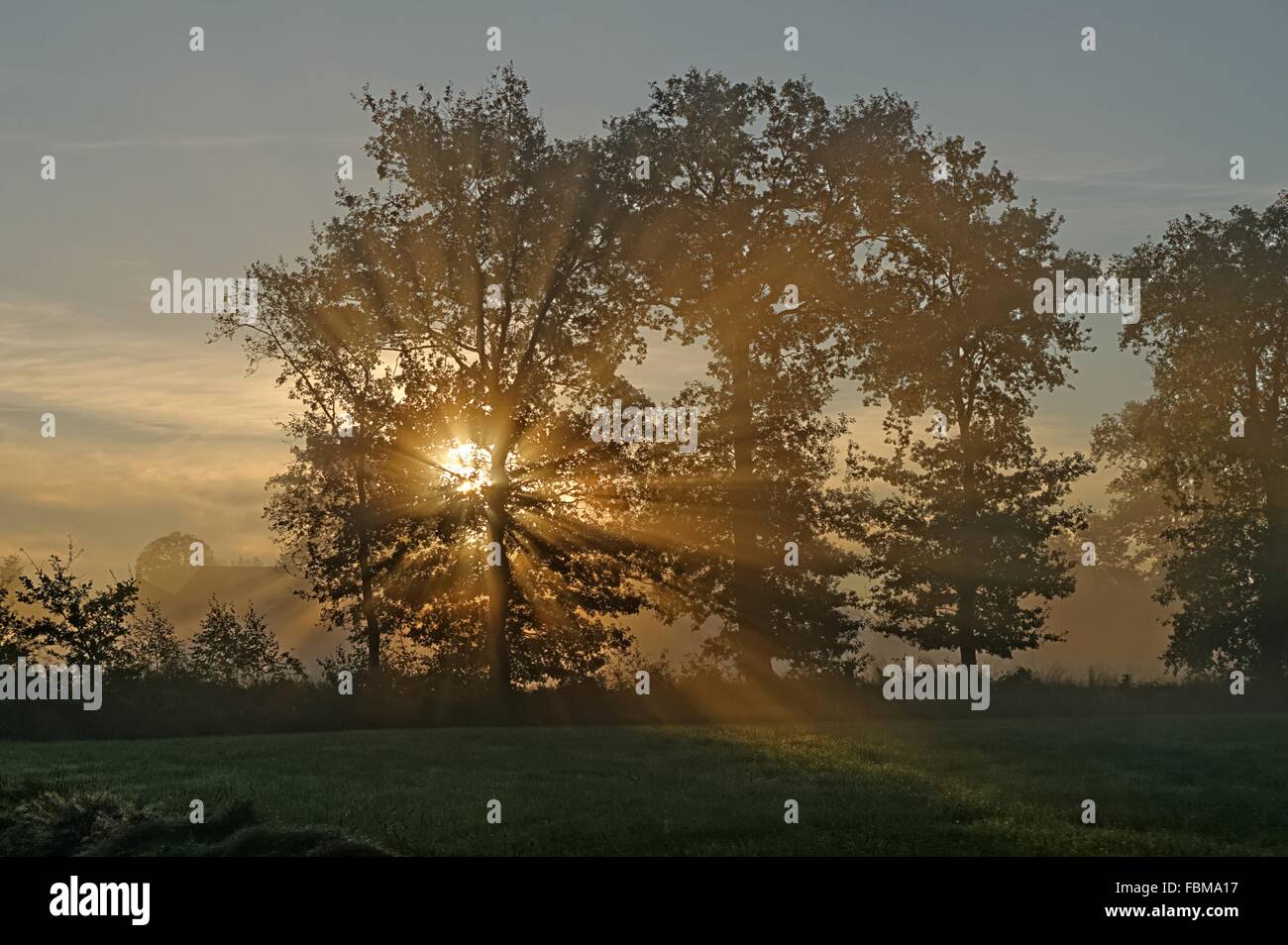 Licht, das durch Bäume am nebligen Morgen, Neermoor, Niedersachsen, Deutschland Stockfoto