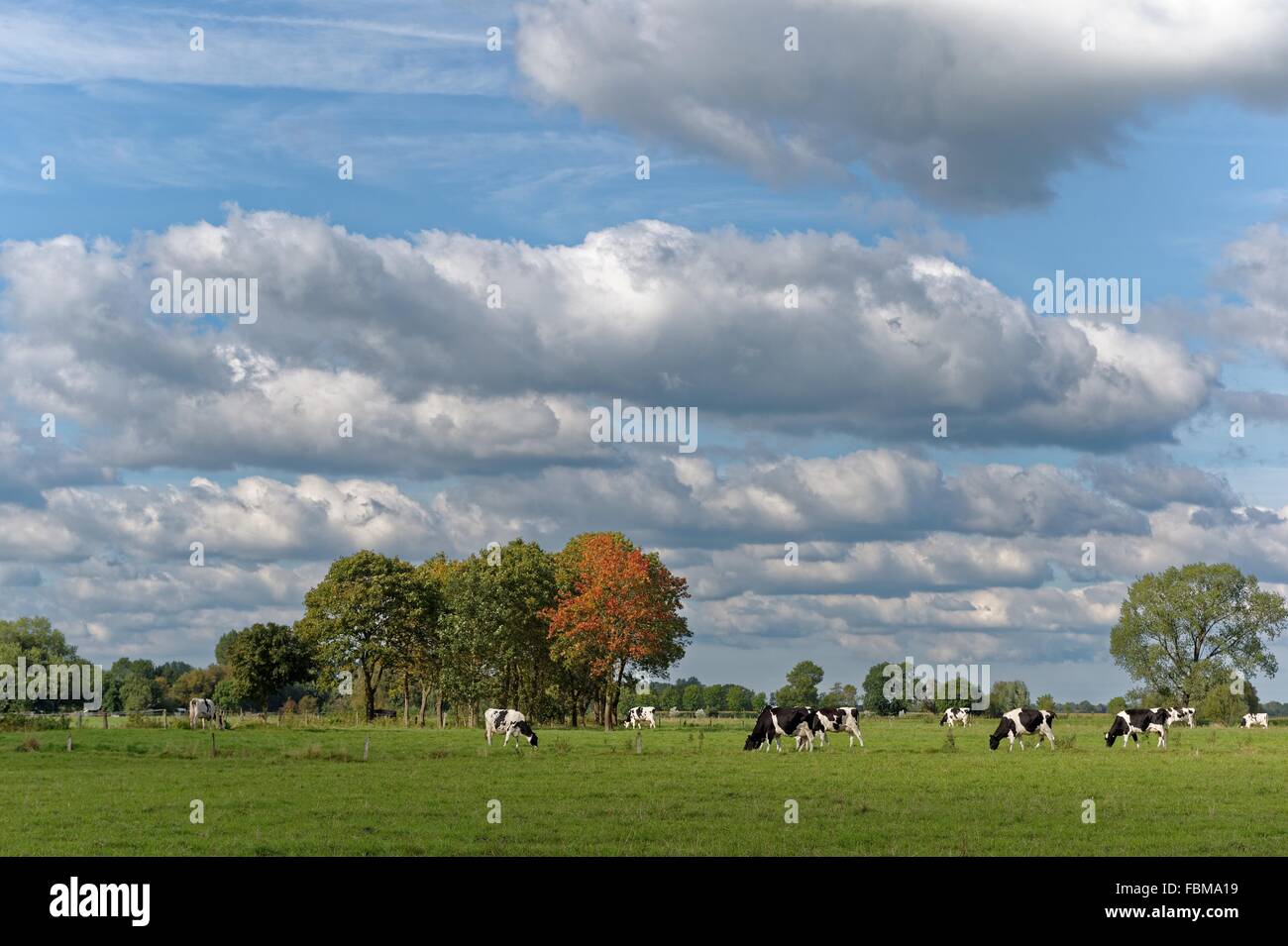 Grasende Kühe auf Feld, Niedersachsen, Deutschland Stockfoto