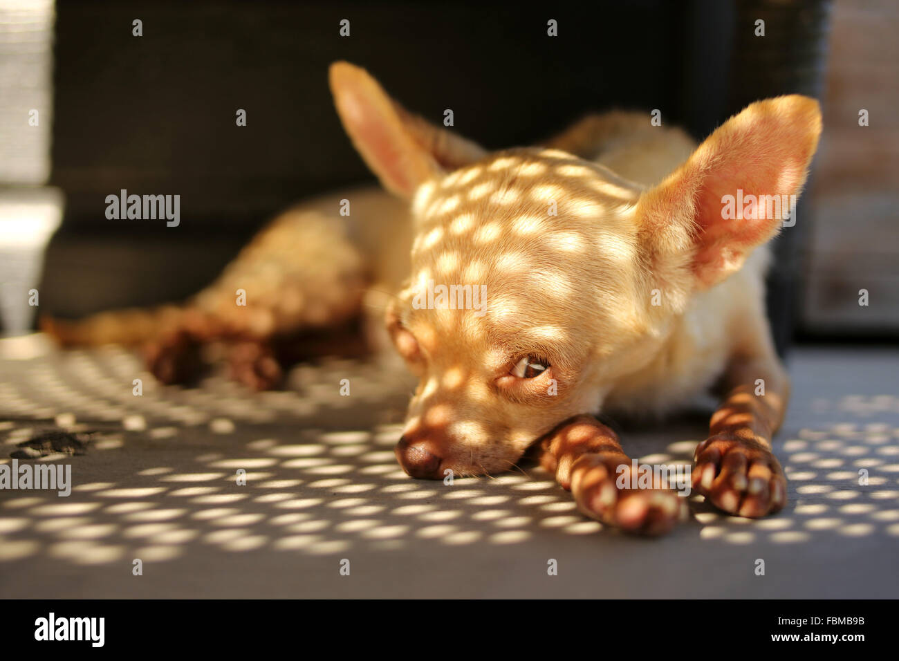 Chihuahua Hund am Boden im Schatten liegend Stockfoto