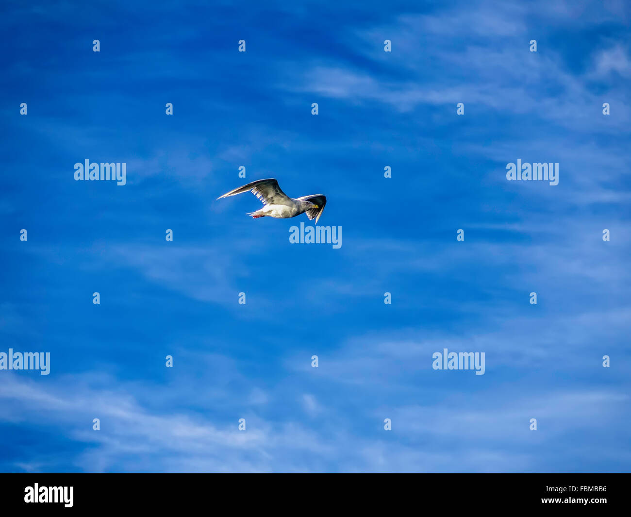 Möwe fliegt über puget Sound, Washington, USA Stockfoto