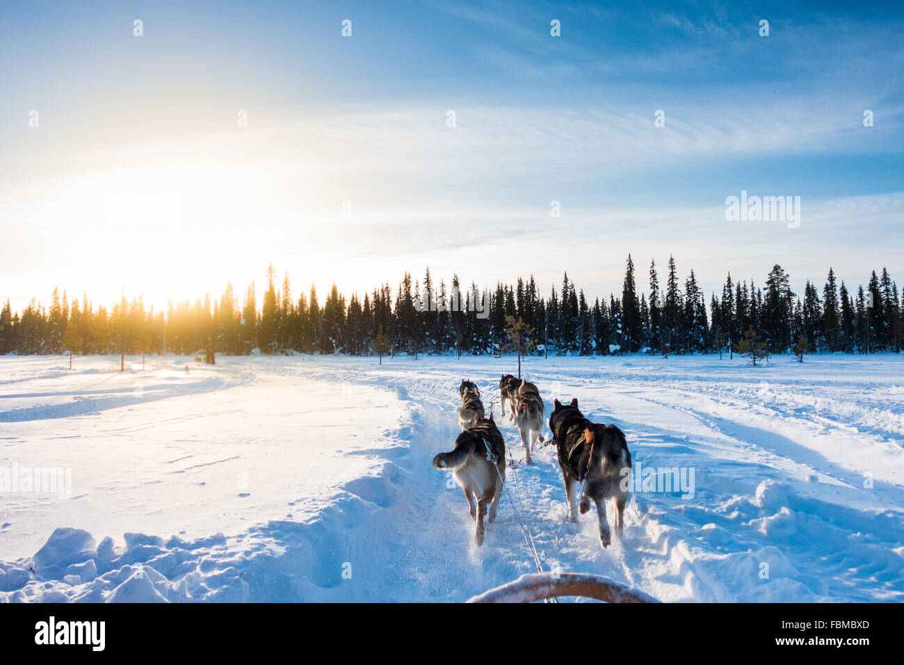 Hundeschlitten am Morgen, Lappland, Finnland Stockfoto