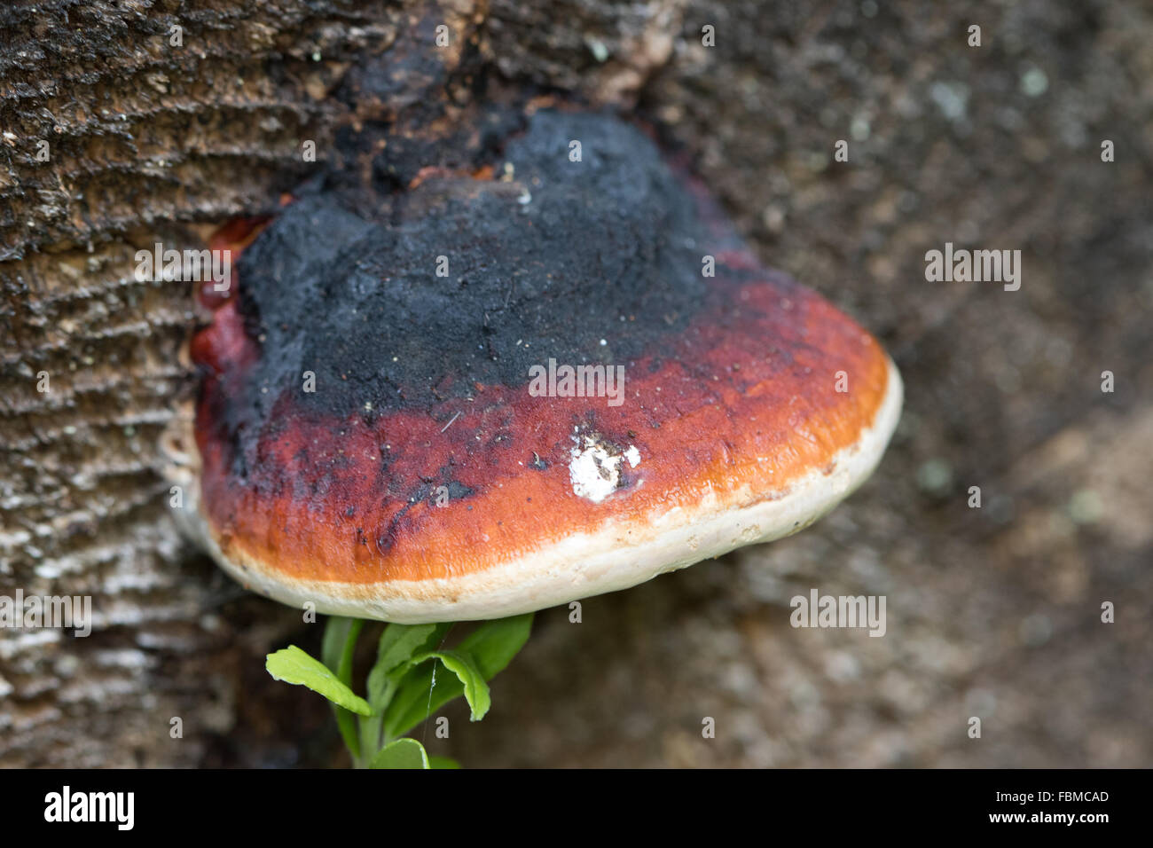 Red-belted Halterung Pilz (Fomitopsis Pinicola) Stockfoto