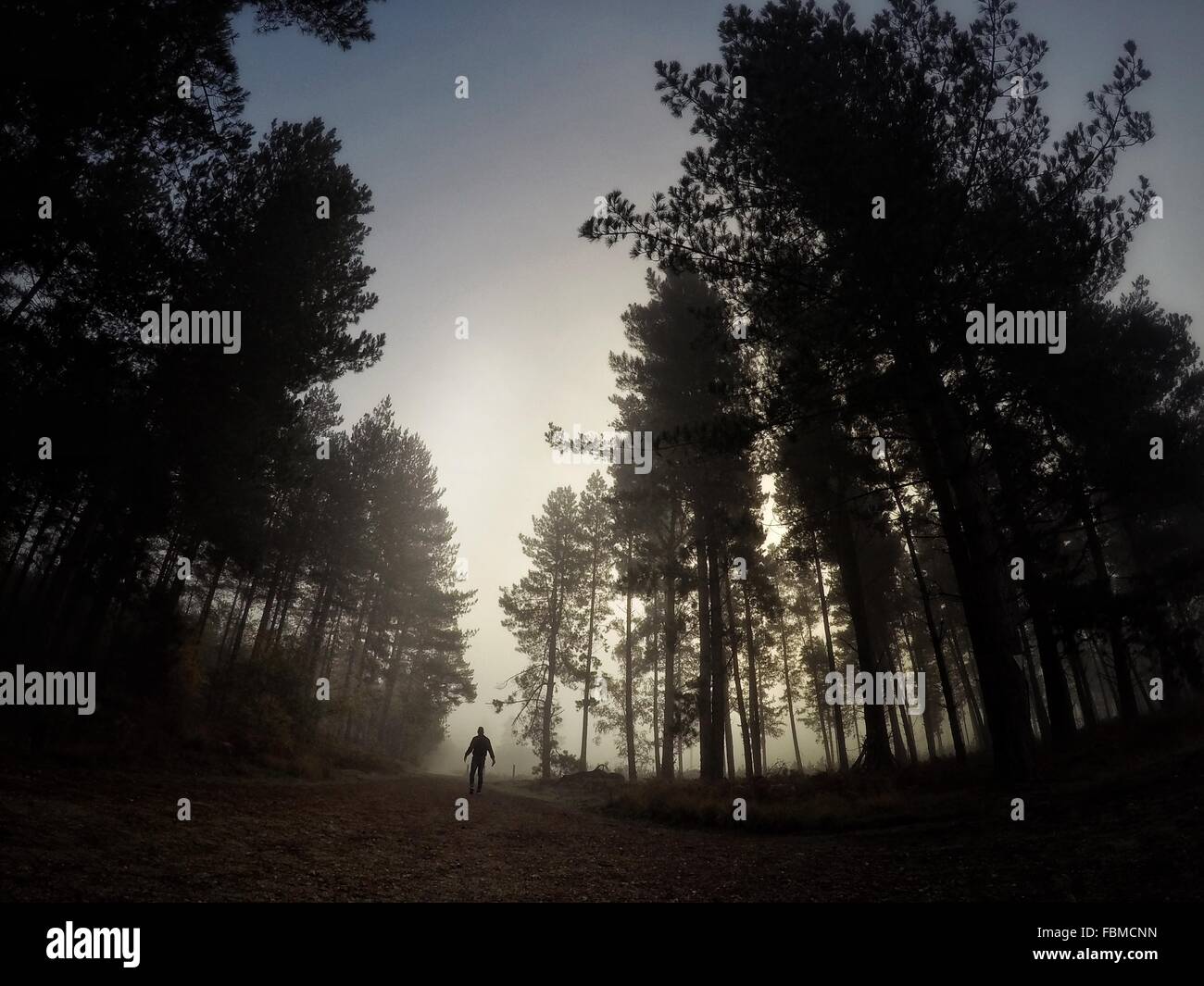 Mann, der in einem Wald Stockfoto