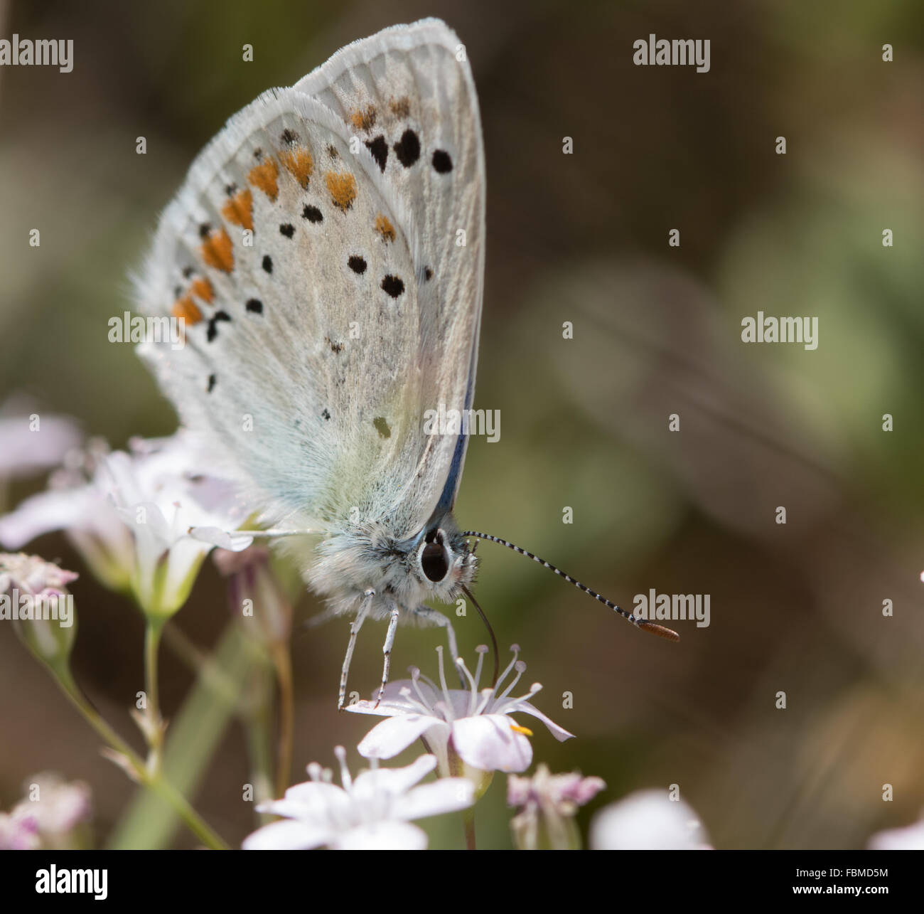 Türkis Blau (Polyommatus Dorylas) Schmetterling Fütterung auf weißen Blüten Stockfoto