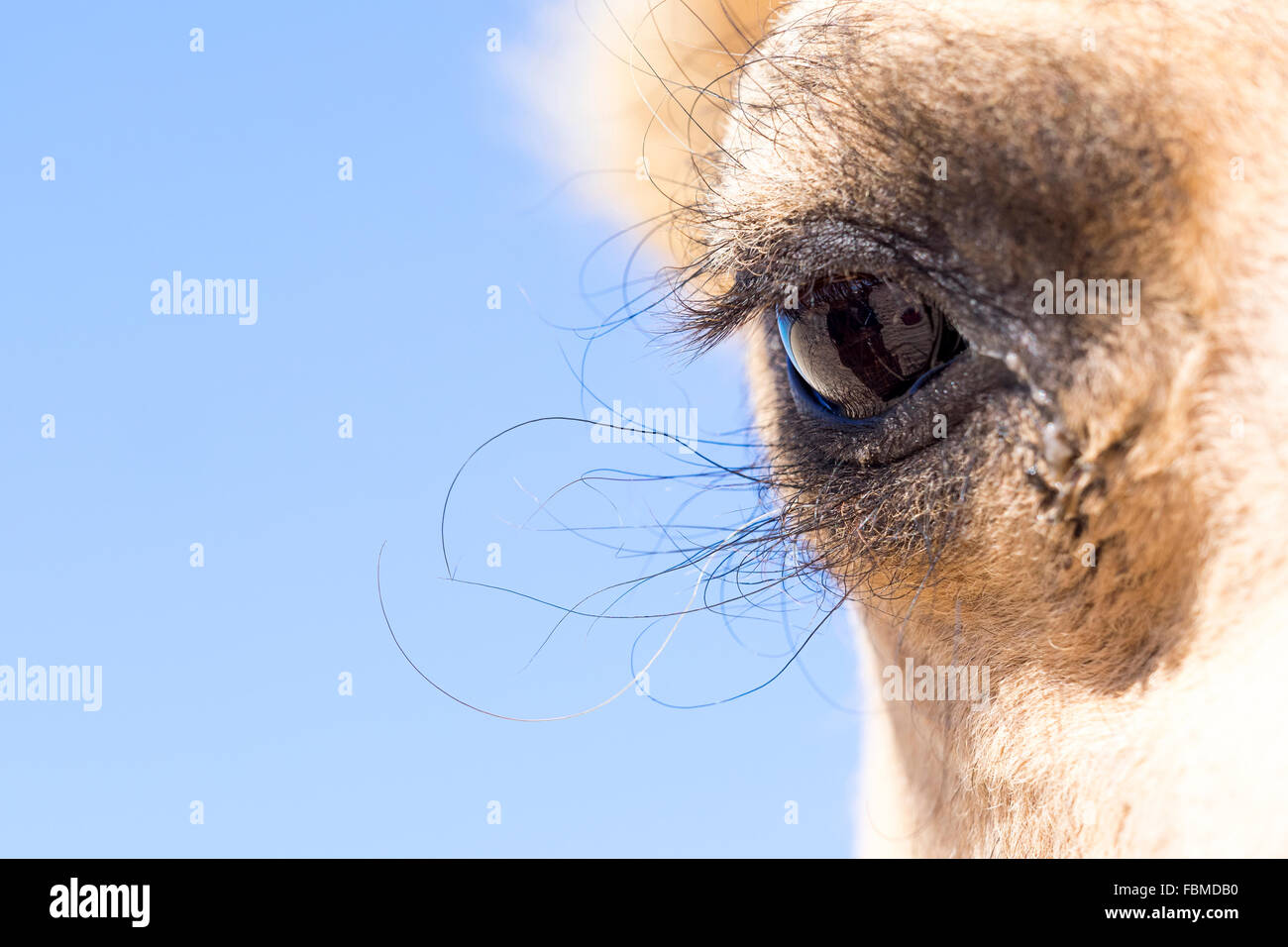 Nahaufnahme von einem Kamel Auge, Australien Stockfoto