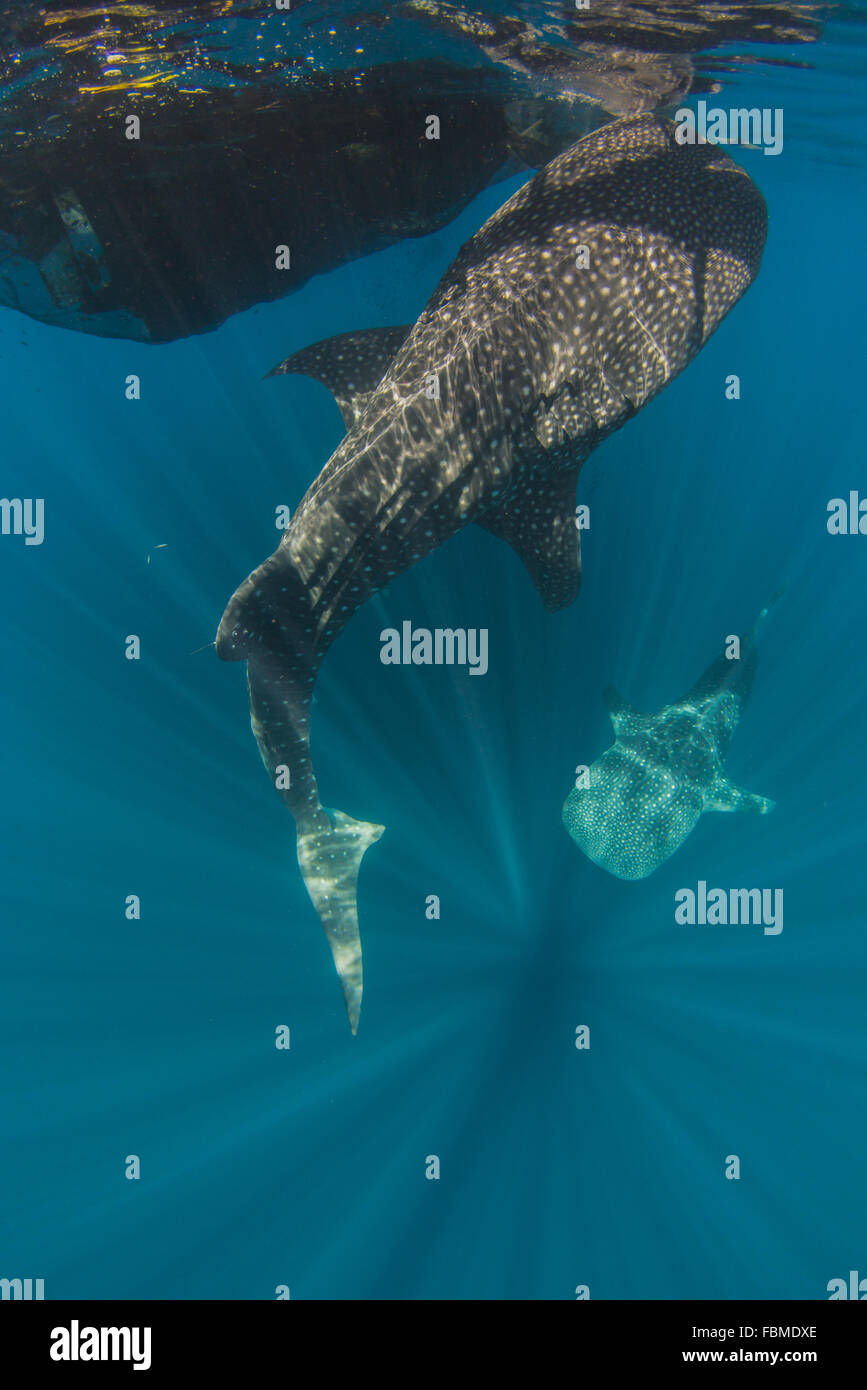 Net-Walhaie von Fischen, Cenderawasih-Bucht, Papua, Indonesien Stockfoto