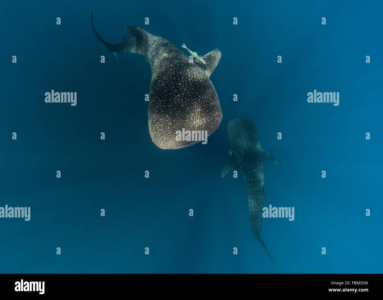 Zwei Walhaie, Cenderawasih-Bucht, Papua, Indonesien Stockfoto