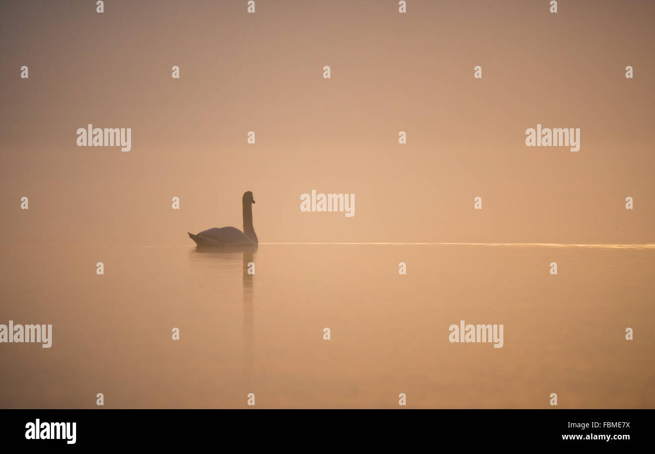 Schwan auf einem See im Morgen, Salzburg, Schweiz Stockfoto
